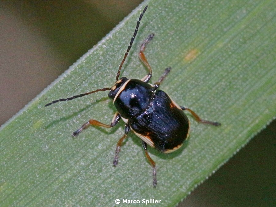 Chrysomelidae, Cryptocephalus moraei